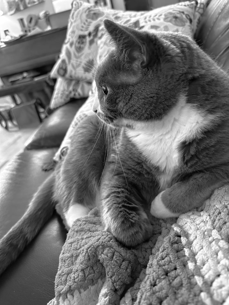 Black and white pic of a cat sitting with his front legs up on a blanket, body sloping down to the left, head turned to left profile
