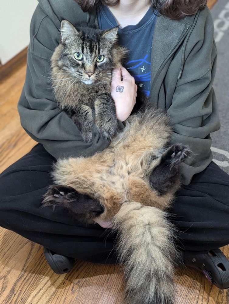 Large cat with a big, soft belly sitting like a human on an actual human's lap.