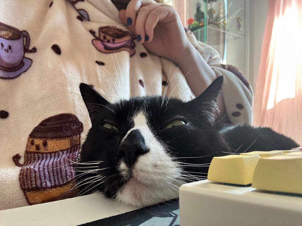 A black and white cat rests his chin on a desk