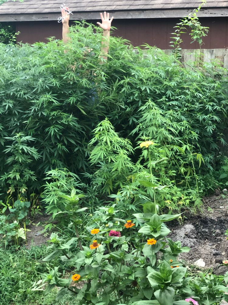 Patch of cannabis plants being defoliated by the person standing behind them with raised hands and 2 pair of scissors with zinnias in foreground 