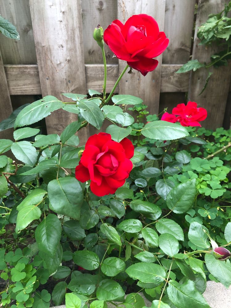 Red roses