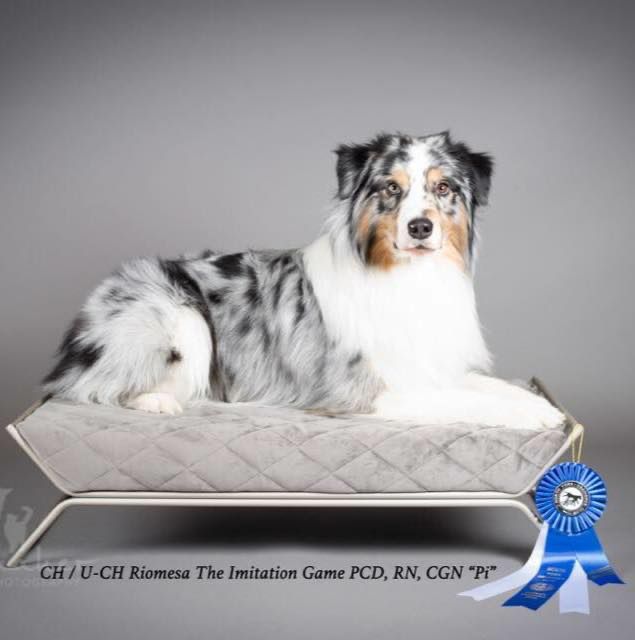 Blue Merle Australian Shepherd reclining on divan with blue ribbon