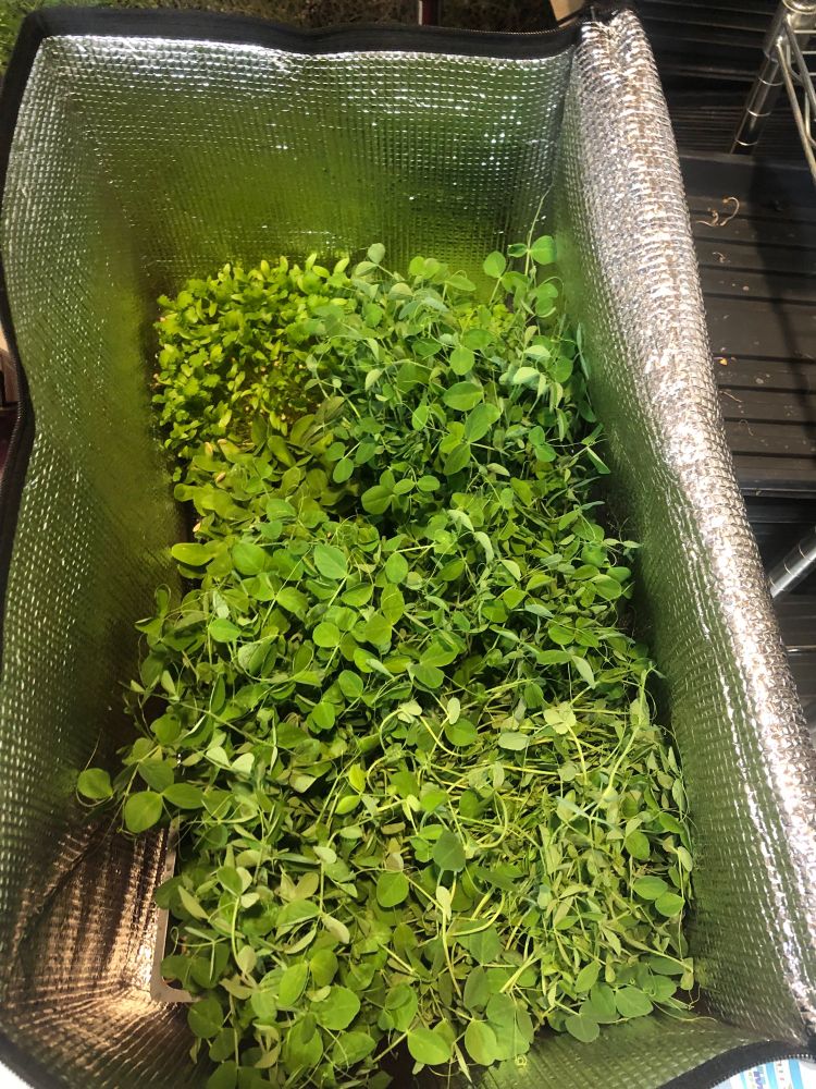 Pea cantaloupe cilantro and lemon balm microgreens in a cooler bag for delivery