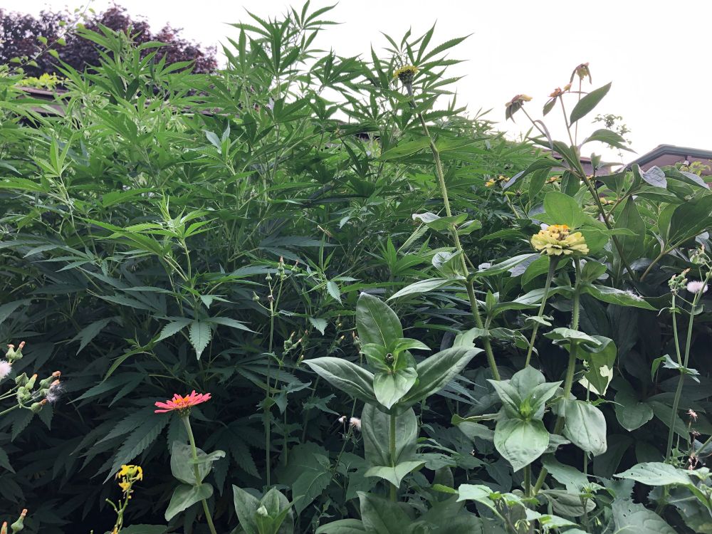 Zinnias in foreground of cannabis stand
