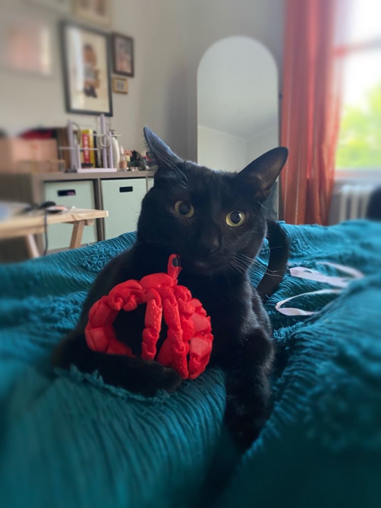A image of Bunny, the black cat, with wide yellow-green eyes lies on a teal textured blanket, holding a bright red toy hermit crab toy. 