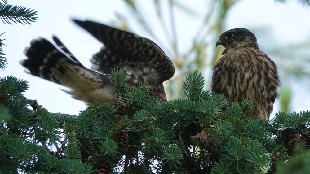 One young falcon is again vigorously flapping and trying not to lose its balance on the spruce branch while its sibling screams at it.