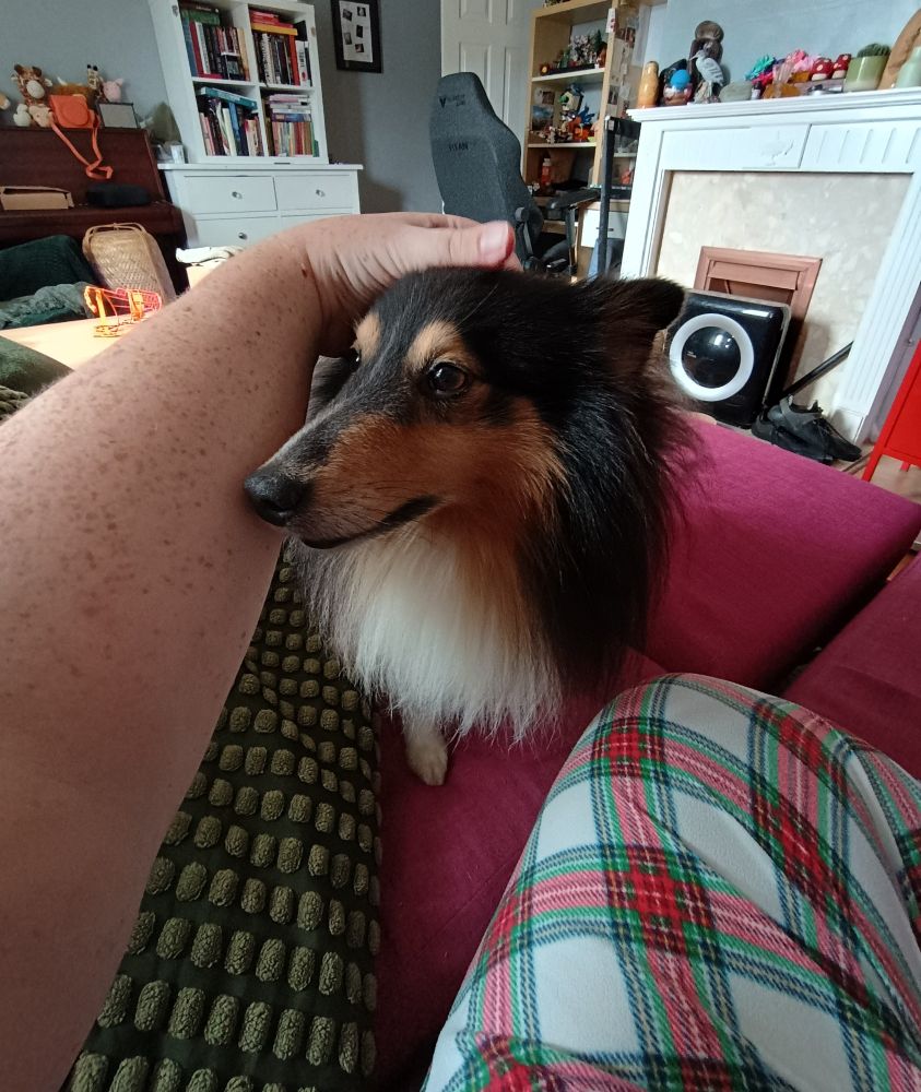 a shetland sheepdog on a pink sofa. a freckled arm is reaching into shot to pat his little head, which is turned towards the arm. he has a long snout and is extremely fluffy, with black, white and tan coloured fur. one of his little paws is visible and it looks like he's stepping towards the person petting him. this person's knee in tartan pajamas is also visible on the sofa. in the background is a living room with furniture such as a desk, fireplace and bookcase and there are colourful trinkets on most surfaces.