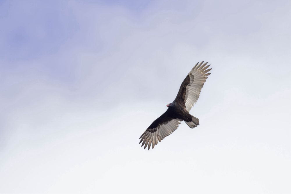 A raptor with long wings with splayed tips and silver edging and a featherless pink head soars against a cloudy sky.