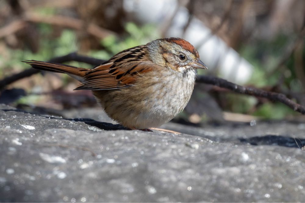 A dark brown sparrow with rusty overtones, gray mantle, sides, and bill, and reddish cap sits on a large stone. It looks like the sparrow equivalent of a Terra-firmian.