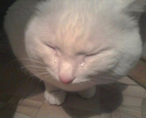 white cat tearing up
