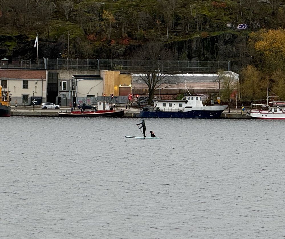 Inzoomning på SUP:en med person och hund
