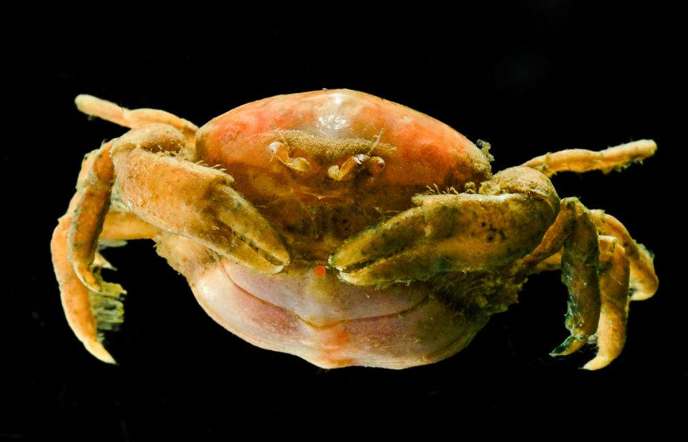 Close up photo of a pea crab