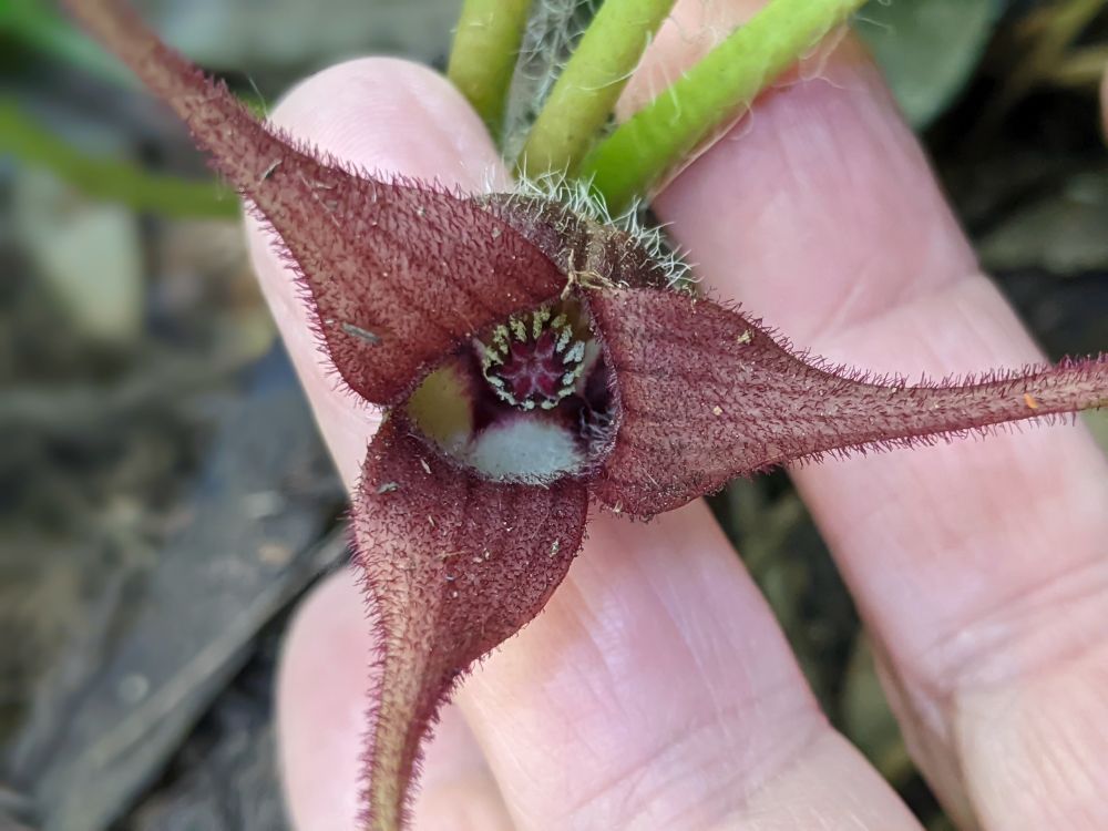 Holding the tiny Wild Ginger Flower.
