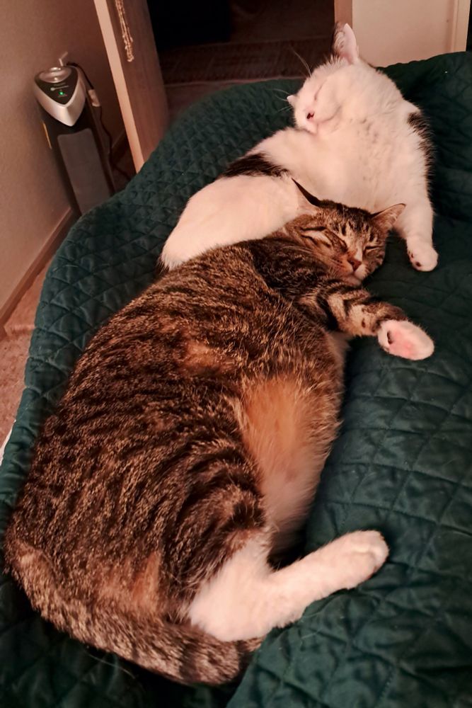 Two cats, one brown and white and one white and black, sleep cuddled up on a green comforter. They are untroubled by the world's horrors.