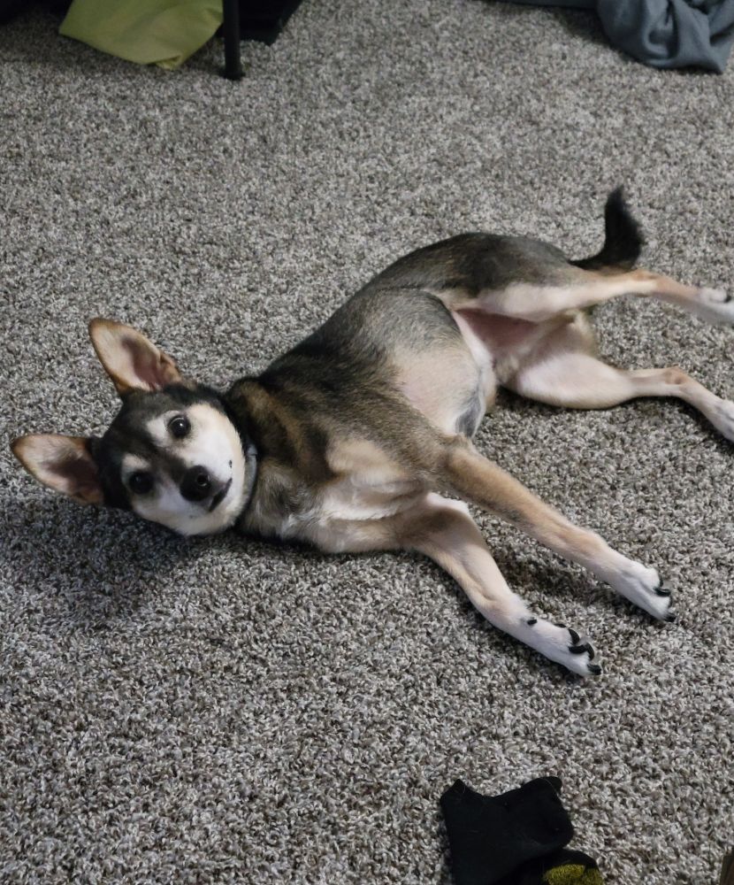 Brown and tan terrier dog laying on the floor with his ears standing straight up