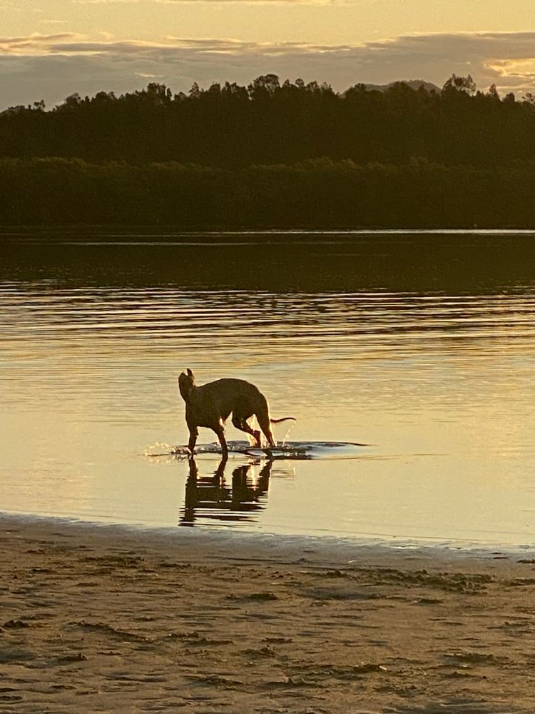 A red fawn greyhound frolics in the golden evening shallows, admiring its shadow 