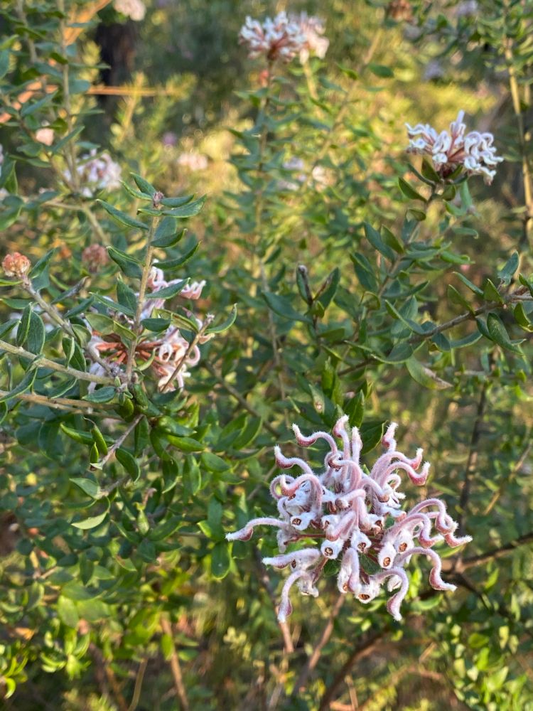 A cluster of squiggly lilac grey tendril-like petals sits upon a spiky green-gold background of leathery leaves the size of a toenail clipping © 2025 Tracey L. Baglin  