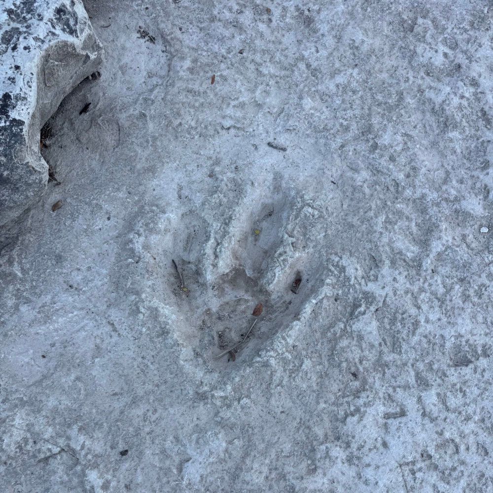 A dinosaur footprint in rock.