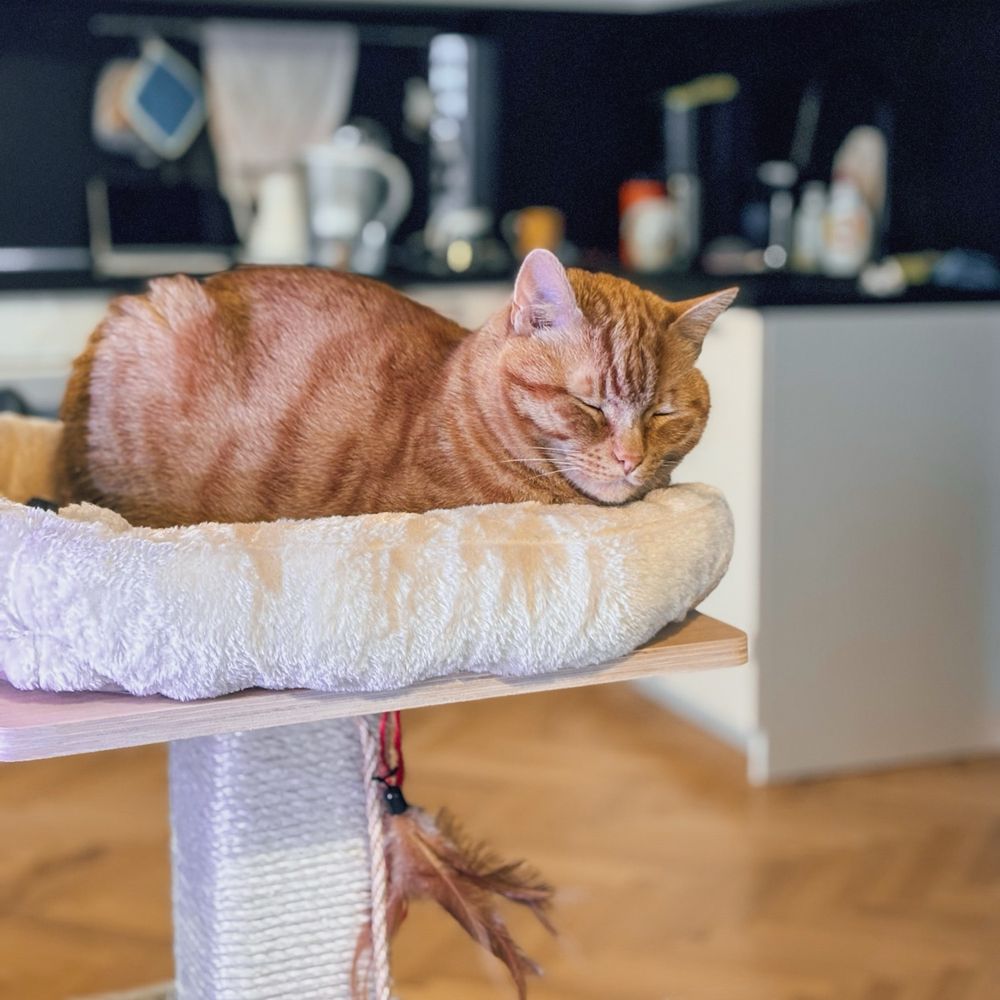 Orange cat sleeping in a cat bed on top of a cat tree, with an out-of-focus kitchen in the background