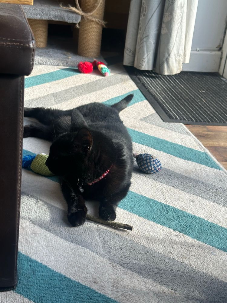 Jezebel, a perfect little black cat, lying on the rug, sureounded by catnip toys, with a catnip chew stick between her front paws. 