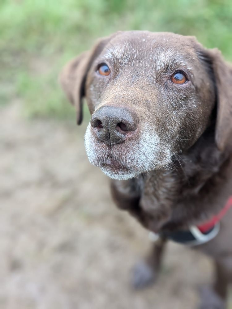 A brown labrador with white hair around its muzzle and face stares into the middle distance.