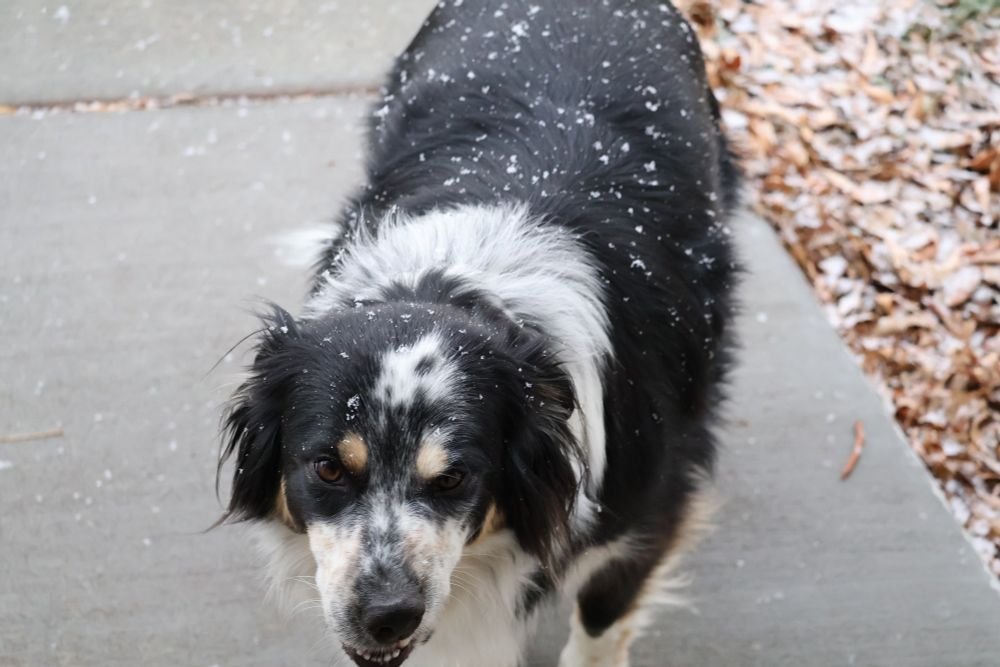 Sneezing dog in snow