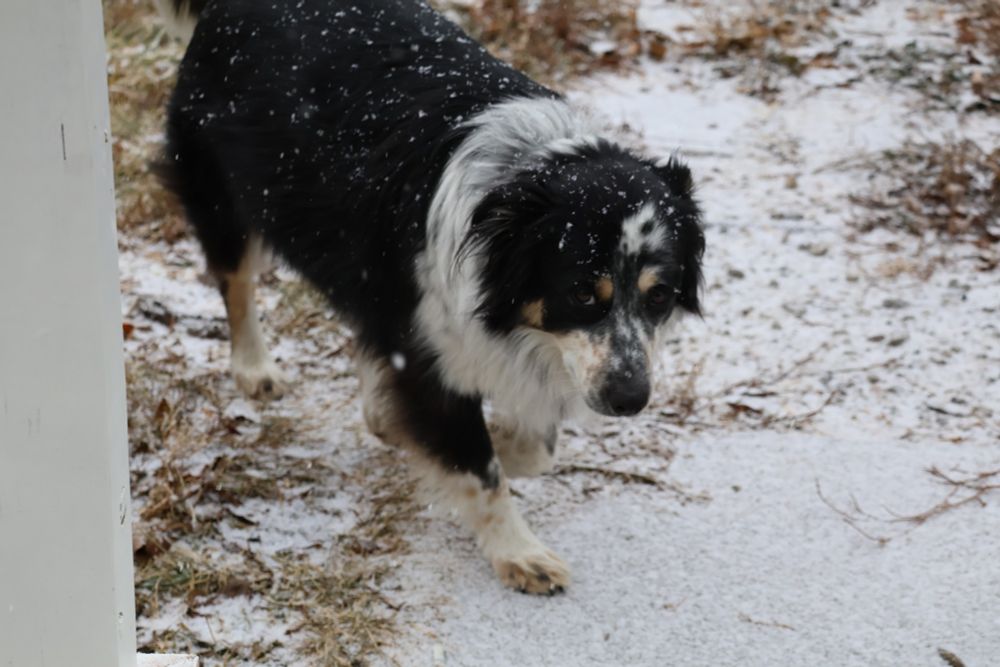 Dog in snow