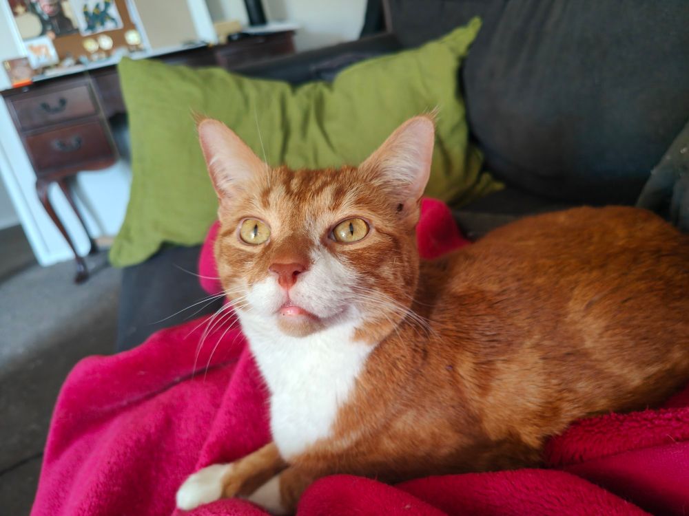 An orange CH cat, staring past the camera with his mouth slightly open (he was purring)