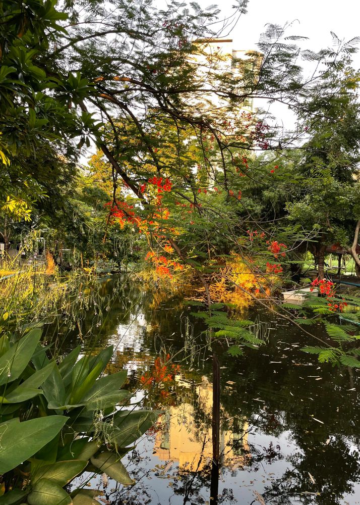 flamboyant over a pond