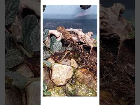 Territory disputes, or spurned advances.