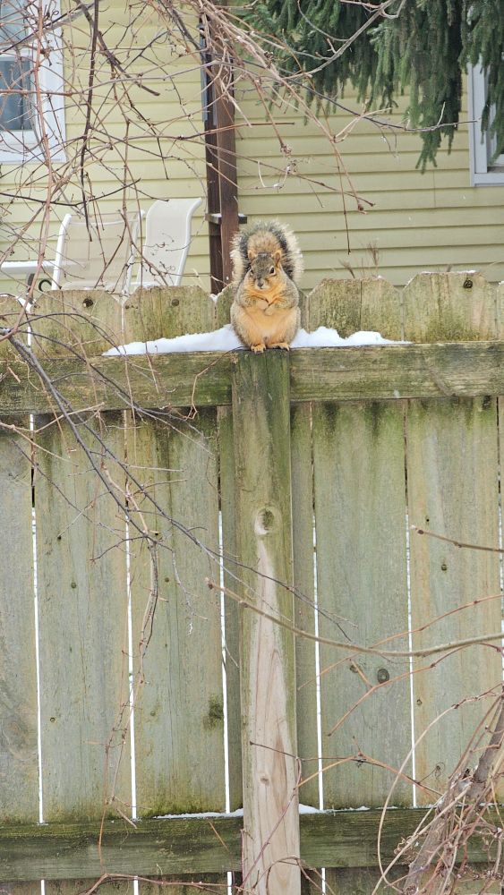 A tan and dark brown squirrel which is VERY round and chunky, sitting on top of a wooden, fence facing the camera, holding his hands in one another. 