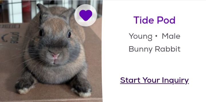 a Petfinder screenshot of a young male bunny rabbit named "tide pod"
