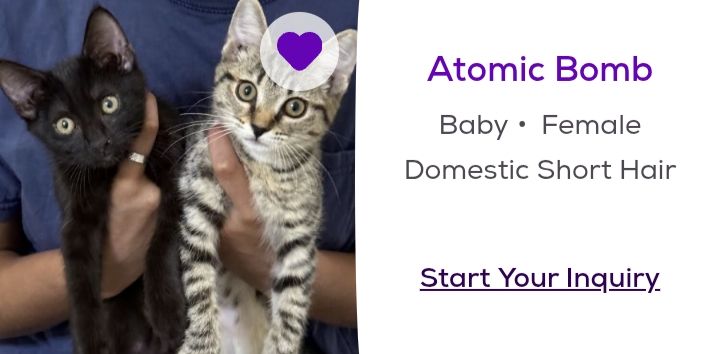 a Petfinder screenshot of a domestic short haired baby female cat named "atomic bomb"