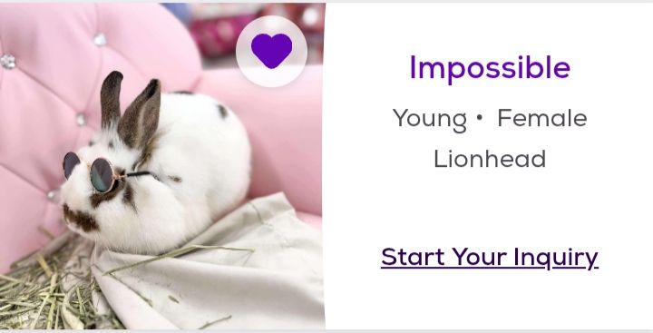 a Petfinder screenshot of a young female lionhead bunny named 