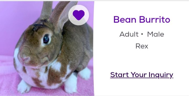 a Petfinder screenshot of an adult male rex bunny named "bean burrito"