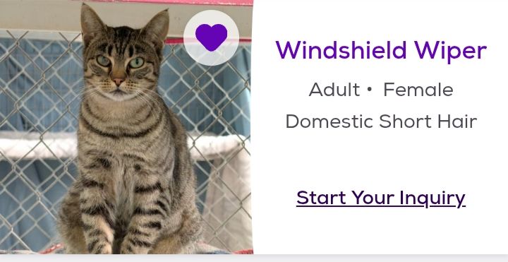 a Petfinder screenshot of a domestic short haired adult female cat named "windshield wipers"