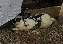 A photo of Triangle, a white rabbit with black markings, lying down