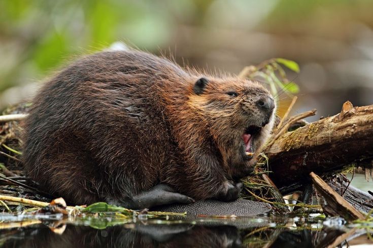 The side-profile of a dark brown beaver crouched on a collection of partially-submerged branches. It has its mouth open as if it is yelling, and its tail is curled under its body. It doesn't look at all happy.