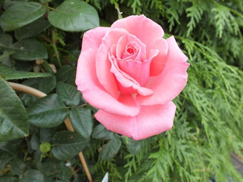 Rosa Agatha Christie, a delicate pink hybrid tea climbing rose named to honour the Queen of Mystery. The picture focuses on one bloom on full display, the background full of dark green leaves and ferns, and while the picture is not scratch-n-sniff (don't scratch the screen!), the flower has a light, pleasant scent.