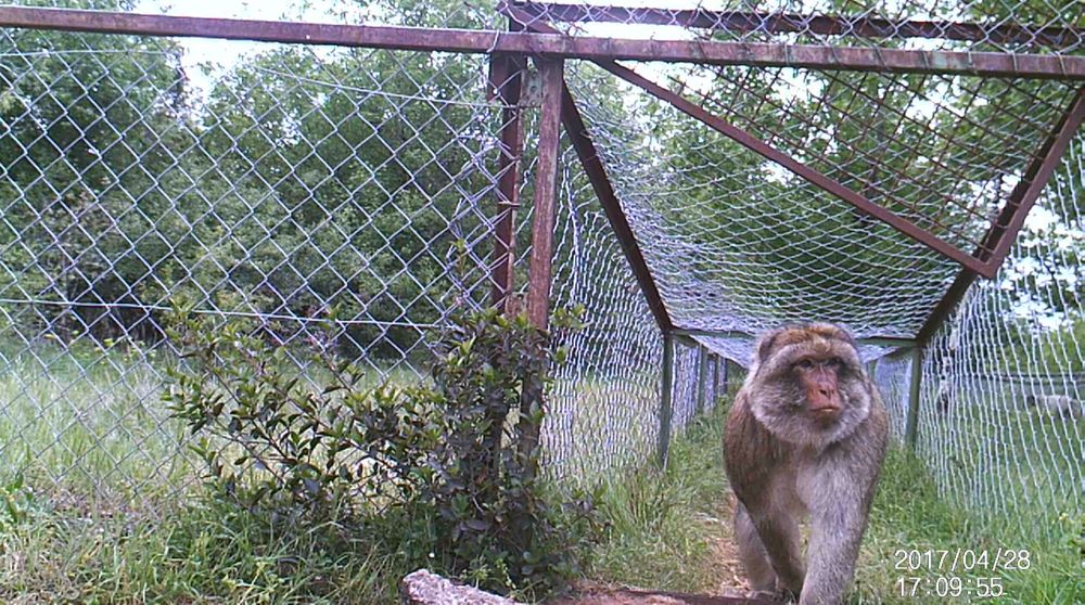 A Barbary macaque walks on all fours through an outdoor wire mesh tunnel towards the camera