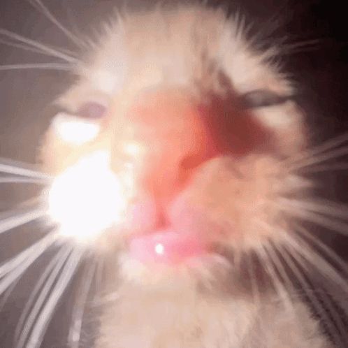 a close up of a cat 's face with a glowing light coming out of its mouth .