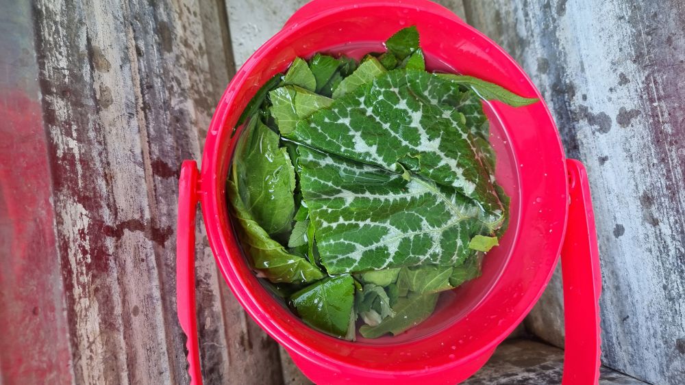 Leafy greens soaking in a bucket.