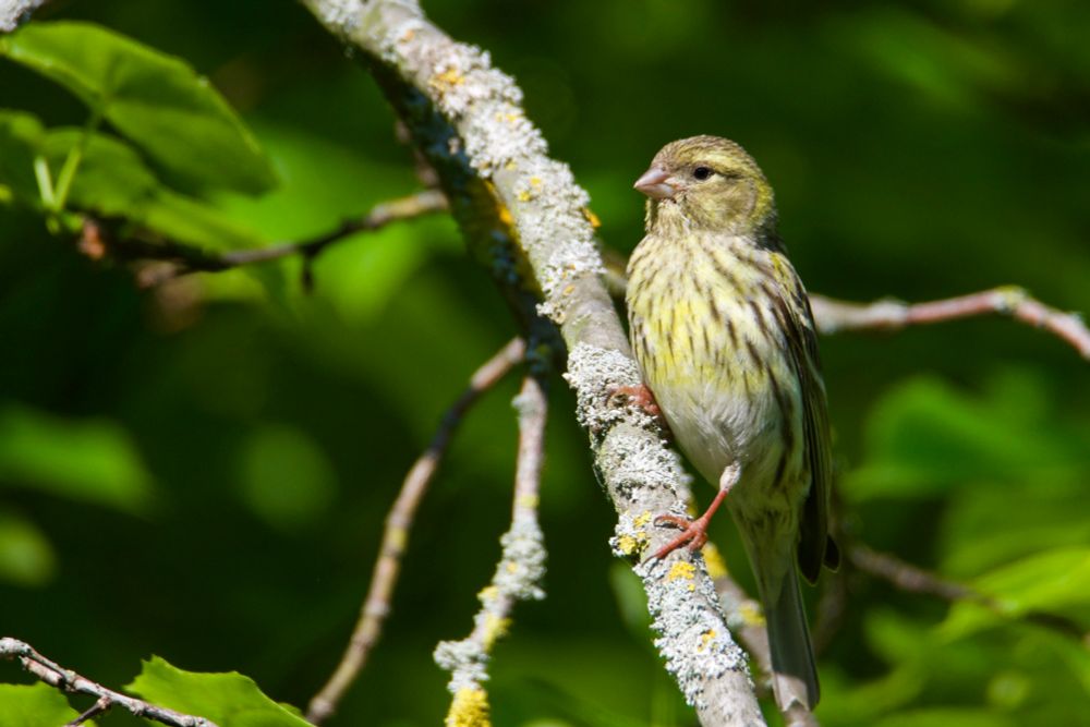 Frau Girlitz singt  „zr-r-rilitt“ in Parks und Gärten 
