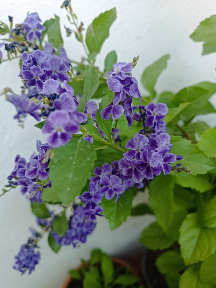 A purple flower
