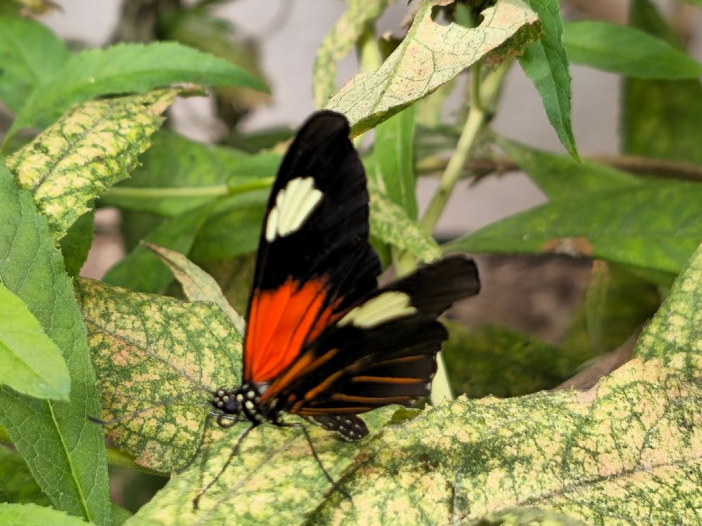 A picture of a red, black and white butterfly.