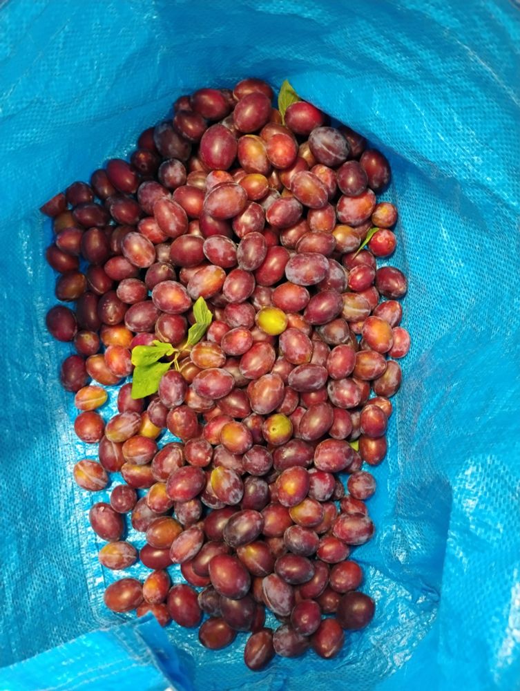 A large bag of ripe plums.