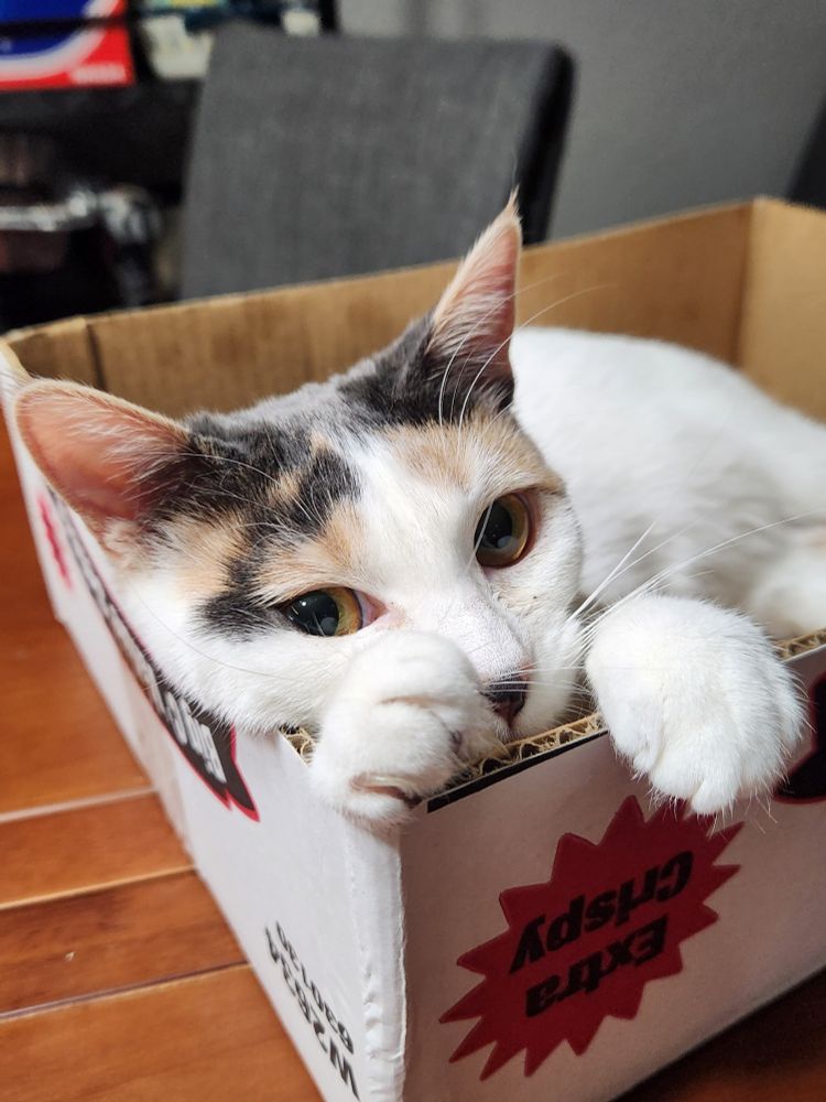 A calico cat peeks put of a cardboard box, her paws resting in front of her face. Her big eyes are sweet and innocent because she's never done anything wrong in her life. 
