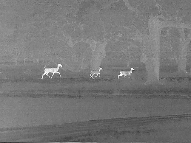 thermal scope, 3 deer