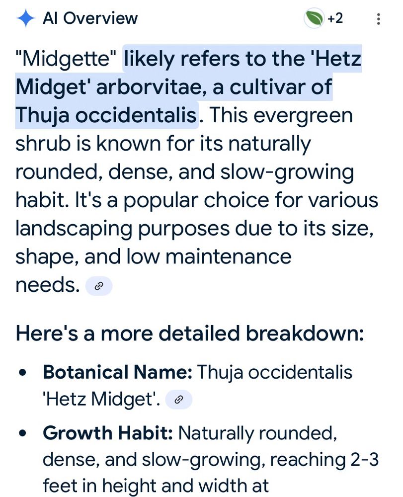 An AI overview that says the name "Midgette" is most commonly associated with a low-maintenance ornamental shrub. 