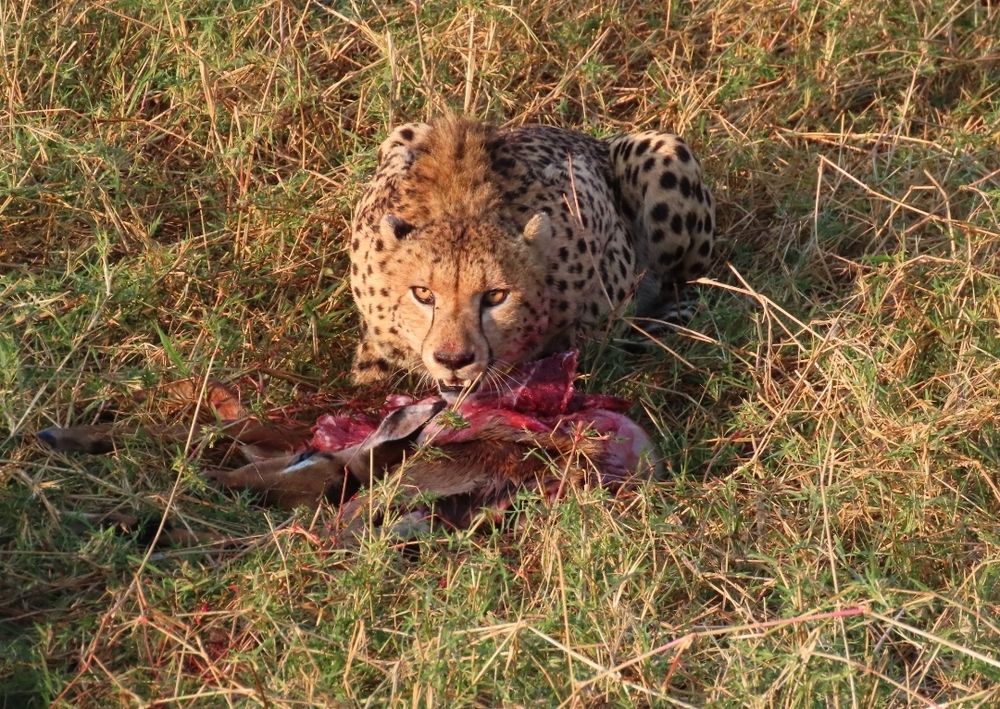 A cheetah feeding on an impala kill